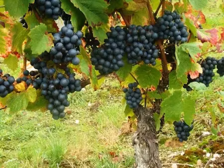 vente terrain 7143 m² à châteaumeillant (18370)  19 800 €