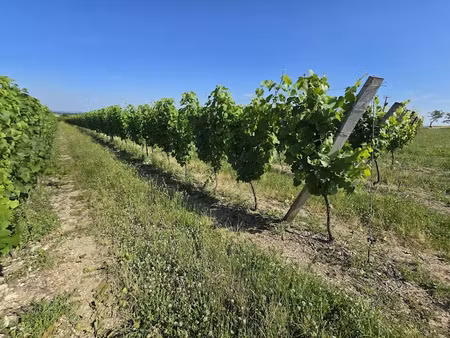 vente terrain 146120 m² à chemilly (03210)  238 000 €