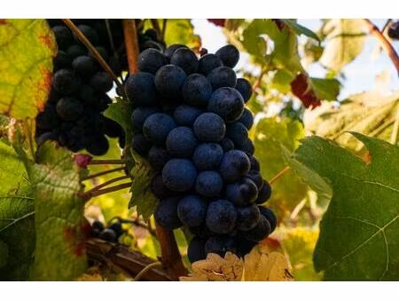 parcelle de vigne aoc à vendre à châteaumeillant investissement viticole et passion du...