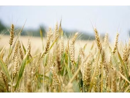 grande exploitation céréalière 140 ha dans le boischaut sud (avec bâtiments et maison en..