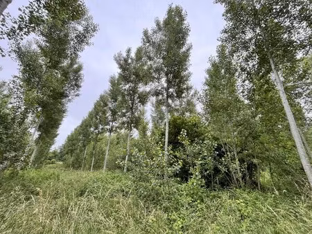 vente terrain 81675 m2 à fismes