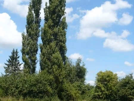 achat terrain 6 315m² crux la ville 58330