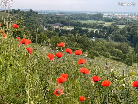 terrain d'exception à mutzig 8.33ares– vue imprenable sur la vallée et la plaine d'alsace