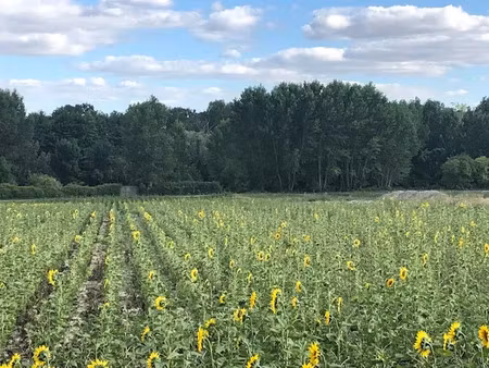 vente terrain 449 m² à distré (49400)  44 900 €