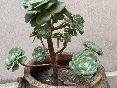 vente terrain à bâtir 1 036 m²