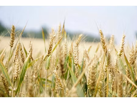 vente terrain 1401503 m² à neuvy-saint-sépulchre (36230)  969 900 €