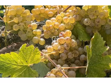 vente terrain 20 pièces 700 m² à saumur (49400)  3 400 000 €