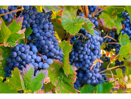 vente terrain 42775 m² à vignonet (33330)  832 000 €