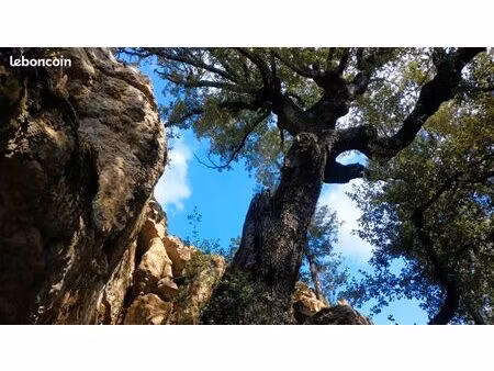 terrain de loisir forêt+ruine