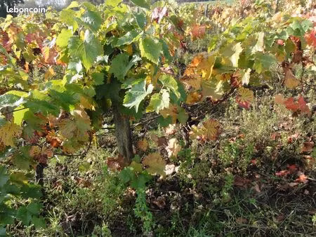 recherche vigne perrusson  chanceaux près loches  loches 37600 chambourg sur indre 37310