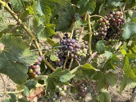 à vendre – domaine viticole de 23 ha en conversion bio