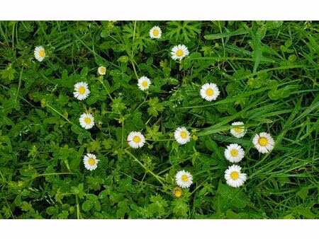 terrain canals m² t- à vendre  99 000 €