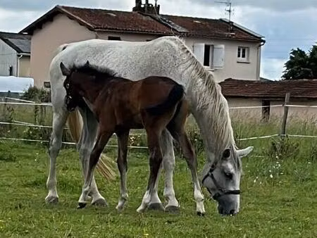 à louer – terrain équestre 2 hectares avec équipements complets ?