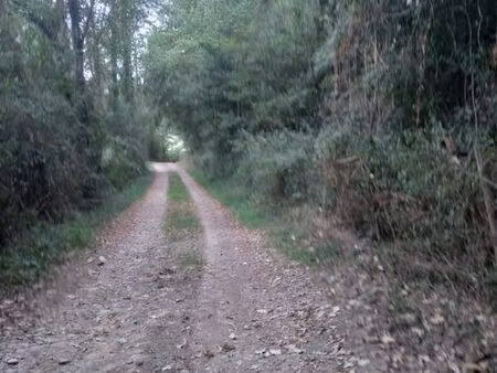 terrain boisé 1 90 hectare - accès facile via route - forêt clôturée