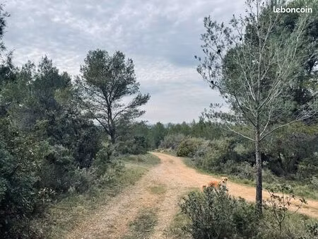 coin de nature - grand terrain boisé