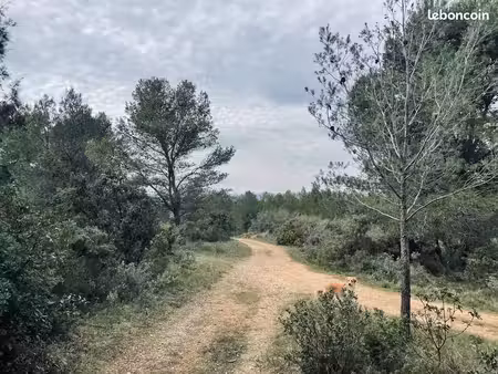 grand terrain boisé  calme et accessible