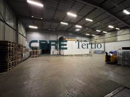 tertio