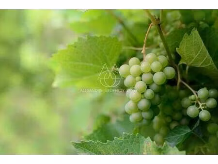 local commercial à vendre