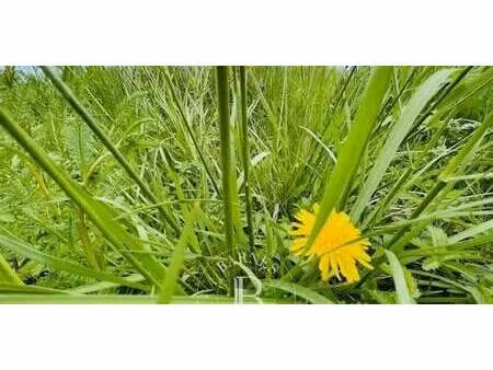 terrain divonne-les-bains (01)