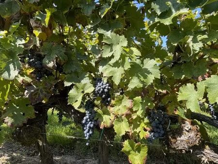 château à vendre à cubnezais