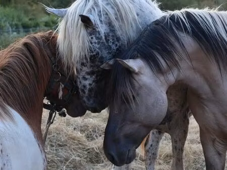 recherche terrain chevaux