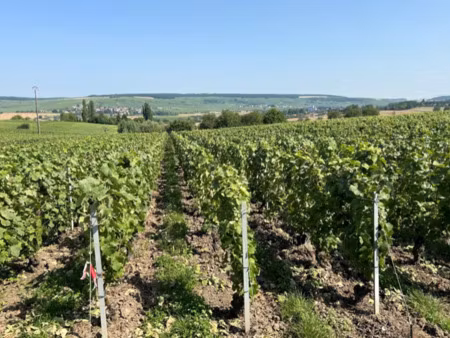 vente terrain vandières 51700 - 656700 € - surface privée