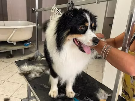 vente locaux professionnels 2 pièces 90 m² à questembert (56230)  31 900 €