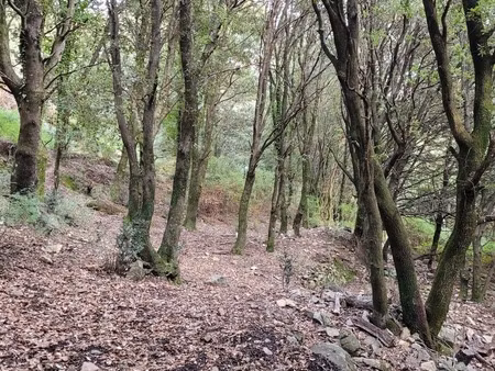 dpt corse (20)  à vendre levie terrain