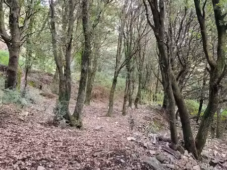 terrain à vendre levie 5784m2 200 000€