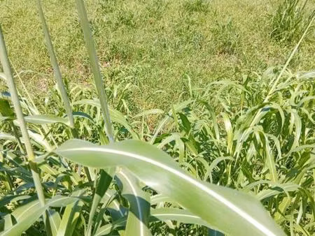 terrain a basse-pointe de 556m2 ref 401345