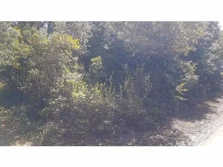 terrain boisé forêt