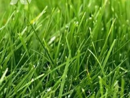 terrain 639 m² langourla