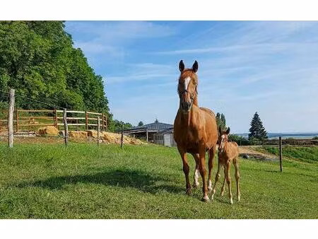 propriete equestre à juville