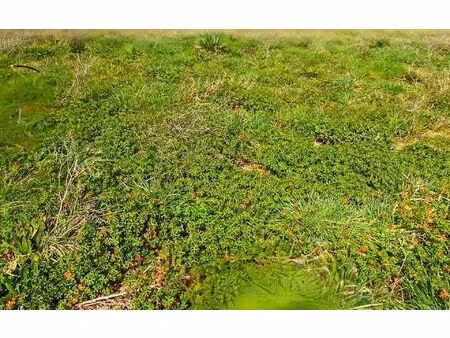 terrain la ville-dieu-du-temple m² t- à vendre  61 000 €