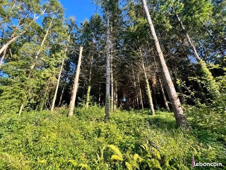 parcelle sapins 6100m2