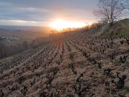 a louer parcelle aop chiroubles