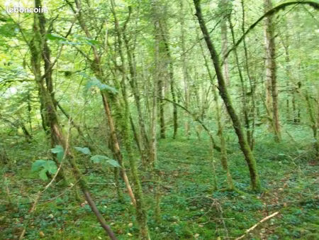 parcelle boisé  terrain de loisir