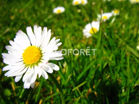 terrain plouha 2744 m2