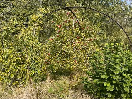 vente terrain 1541 m² gerbéviller (54830)