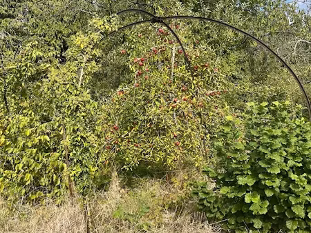 vente terrain 1541 m² à gerbéviller (54830)  55 000 €