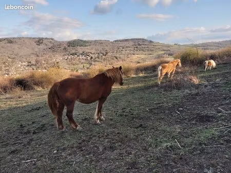location pré pour chevaux 120e par mois