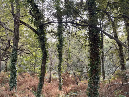 soullans - terrain boise de plus d'un hectare