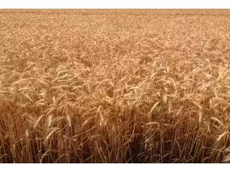 vente terrain 1350000 m² levroux (36110)