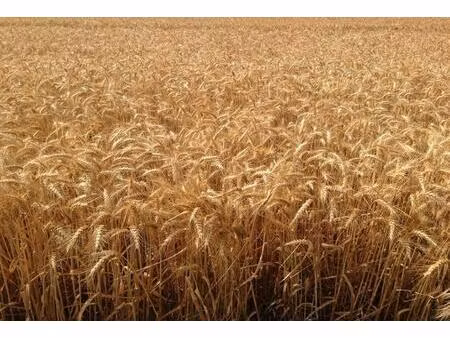 vente terrain 1350000 m² levroux (36110)