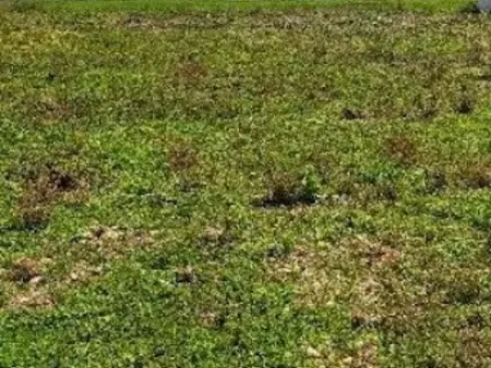 vente terrain 715 m² à thairé (17290)  125 712 €