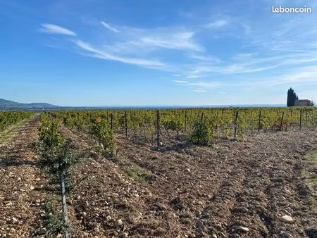 vignes en aoc rasteau
