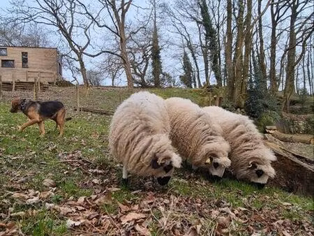 location terrain pour tiny  camion aménagé ou animaux