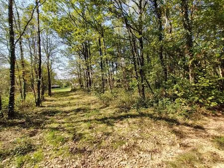 grand terrain constructible avec parcelle de bois