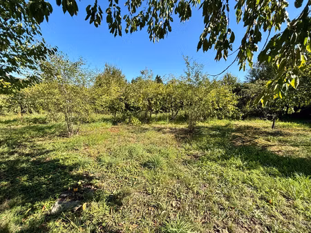 terrain plat et arboré