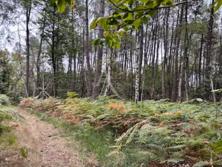 vente terrain à la breille-les-pins (49390)  4 000 €